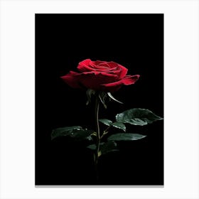 Red Rose On Black Background 13 Canvas Print