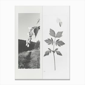 Bleeding Heart Flower Photo Collage 1 Canvas Print