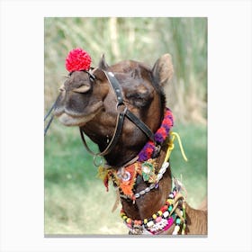Camel In Rajasthan Canvas Print