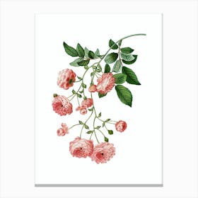 Vintage Pink Rambler Roses Botanical Illustration on Pure White n.0198 Canvas Print