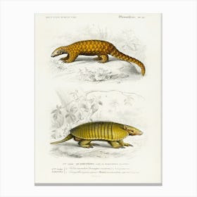 Yellow Armadillo (Euphractus Sexcinctus) And Indian Pangolin (Manis Crassicaudata), Charles Dessalines D' Orbigny Canvas Print