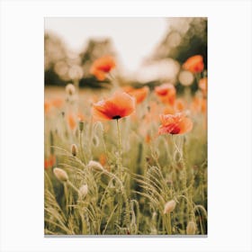 Red Poppy Flowers Canvas Print