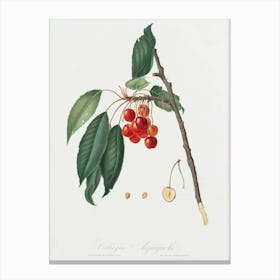 Cherry (Prunus Avium) From Pomona Italiana (1817 - 1839), Giorgio Gallesio Canvas Print