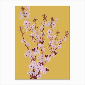 Cherry Blossoms 3 Canvas Print