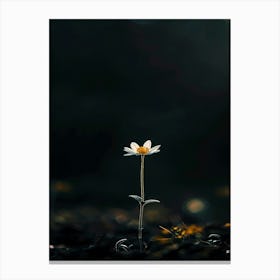 Single Daisy 1 Canvas Print