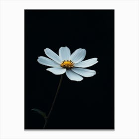 White Daisy 2 Canvas Print