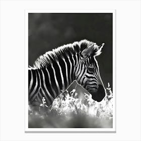 Zebra 1 Leinwandbild