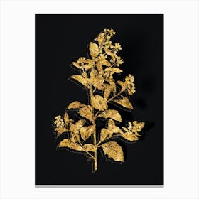 Vintage Eastern Baccharis Botanical in Gold on Black n.0214 Canvas Print