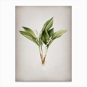 Vintage Lily of the Valley Botanical on Parchment n.0083 Canvas Print