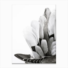 Black And White Feathers Canvas Print