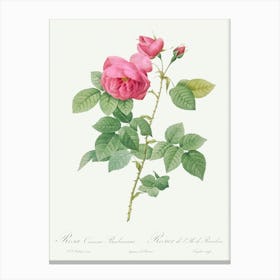 Bourbon Rose, Pierre Joseph Redoute Canvas Print