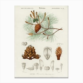 Martime Pine (Pinus Maritima), Charles Dessalines D' Orbigny Canvas Print