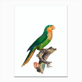 Vintage Yellow Headed Amazon Parrot Bird Illustration on Pure White Canvas Print