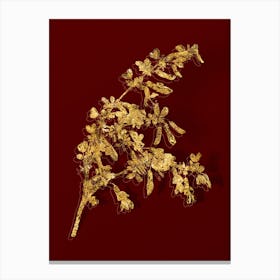 Vintage Caragana Sinica Botanical in Gold on Red n.0246 Canvas Print