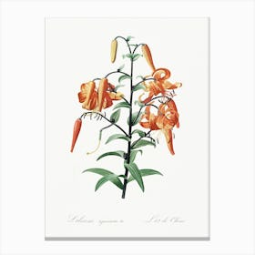 Tiger Lily, Pierre Joseph Redoute Canvas Print