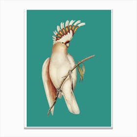 Cockatoo - Aqua Canvas Print