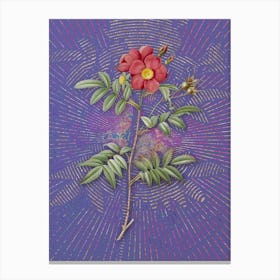 Vintage Rosa Redutea Glauca Botanical Illustration on Veri Peri Canvas Print
