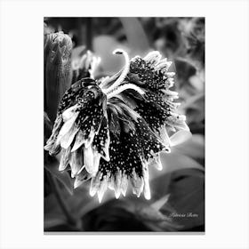 Sweet William Black And White - Photography Canvas Print