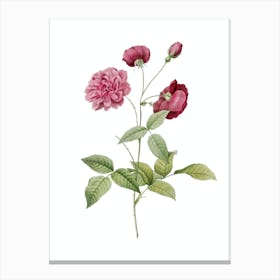 Vintage China Rose Botanical Illustration on Pure White n.0748 Canvas Print