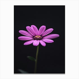 Purple Daisy 1 Canvas Print