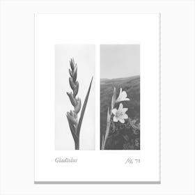Gladiolus Botanical Collage 1 Canvas Print