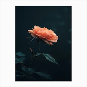 Dark Rose 162 Canvas Print