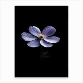 Anemone Flower 1 Canvas Print