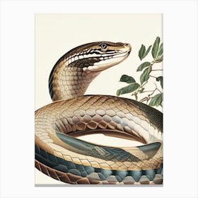 Egyptian Cobra Snake Vintage Canvas Print