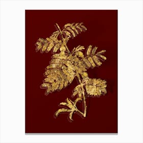 Vintage Sweet Acacia Botanical in Gold on Red n.0539 Canvas Print