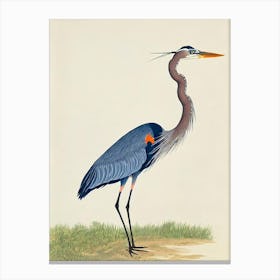 Great Blue Heron Illustration Bird Canvas Print