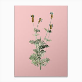 Vintage Spanish Lavender Botanical on Soft Pink n.0013 Canvas Print