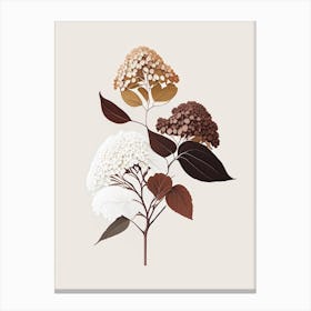 Hydrangea Root Spices And Herbs Retro Minimal 5 Canvas Print