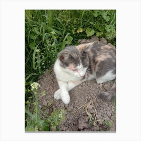 Cat In The Dirt Canvas Print