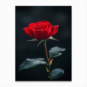 Red Rose 1 Canvas Print