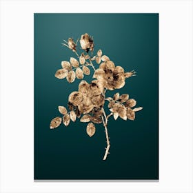 Gold Botanical Austrian Briar Rose on Dark Teal Canvas Print