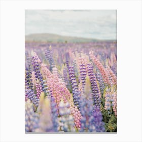 Pastel Lupine Flowers Canvas Print
