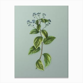Vintage New Jersey Tea Botanical Art on Mint Green n.0003 Canvas Print