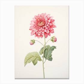 Dahlias Flower Vintage Botanical 0 Canvas Print