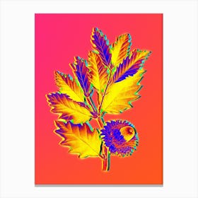 Neon Valonia Oak Botanical in Hot Pink and Electric Blue n.0511 Canvas Print