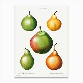 Pear, Pyrus Communis, Pierre Joseph Redoute Canvas Print