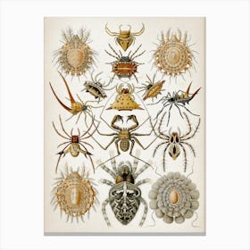 Vintage Haeckel 1 Tafel 66 Spinnentiere Canvas Print