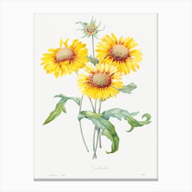 Blanket Flower, Pierre Joseph Redouté Canvas Print