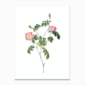 Vintage Pink Austrian Copper Rose Botanical Illustration on Pure White n.0923 Canvas Print