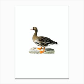 Vintage Greater White Fronted Goose Bird Illustration on Pure White Canvas Print