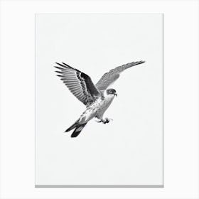 Harrier B&W Pencil Drawing 1 Bird Canvas Print