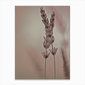 Lavender as close up 2 Canvas Print