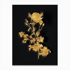 Vintage Celery Leaved Cabbage Rose Botanical in Gold on Black n.0067 Canvas Print