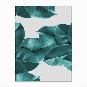 Green Ficus Leaves Canvas Print