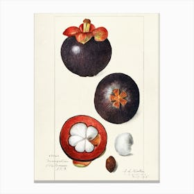 Passion Fruit 1 Canvas Print