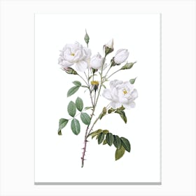 Vintage White Rose Botanical Illustration on Pure White n.0147 Canvas Print